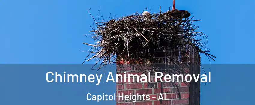 Chimney Animal Removal Capitol Heights - AL