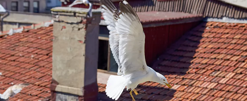 Residential Chimney Animal Removal Solution in Steiner, AL