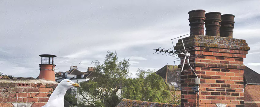 Chimney Cleaning And Restoration in Chisholm, Alabama